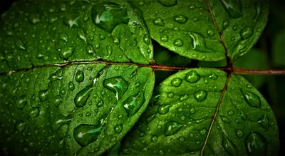 Primer plano de hojas verdes frescas con gotas de agua