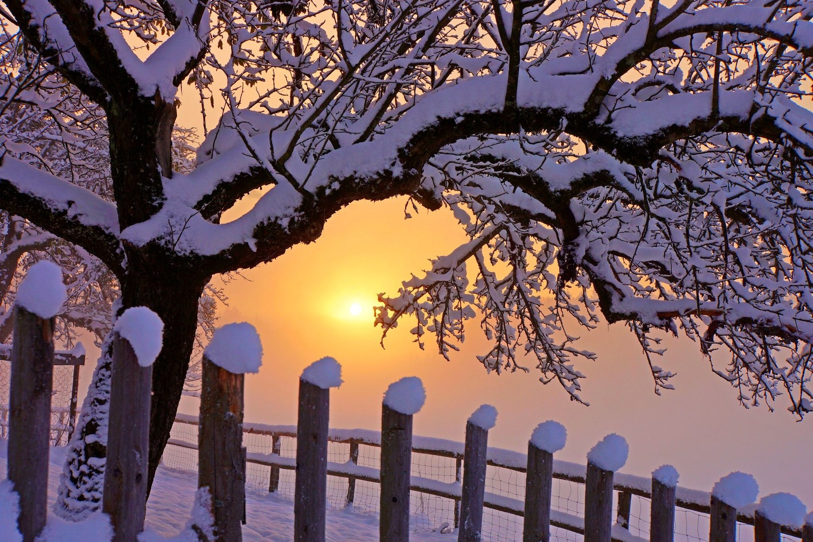 Ein schneebedeckter zaun und ein baum mit sonnenuntergang im hintergrund (natur, sonnenuntergang, schnee, winter, baum)