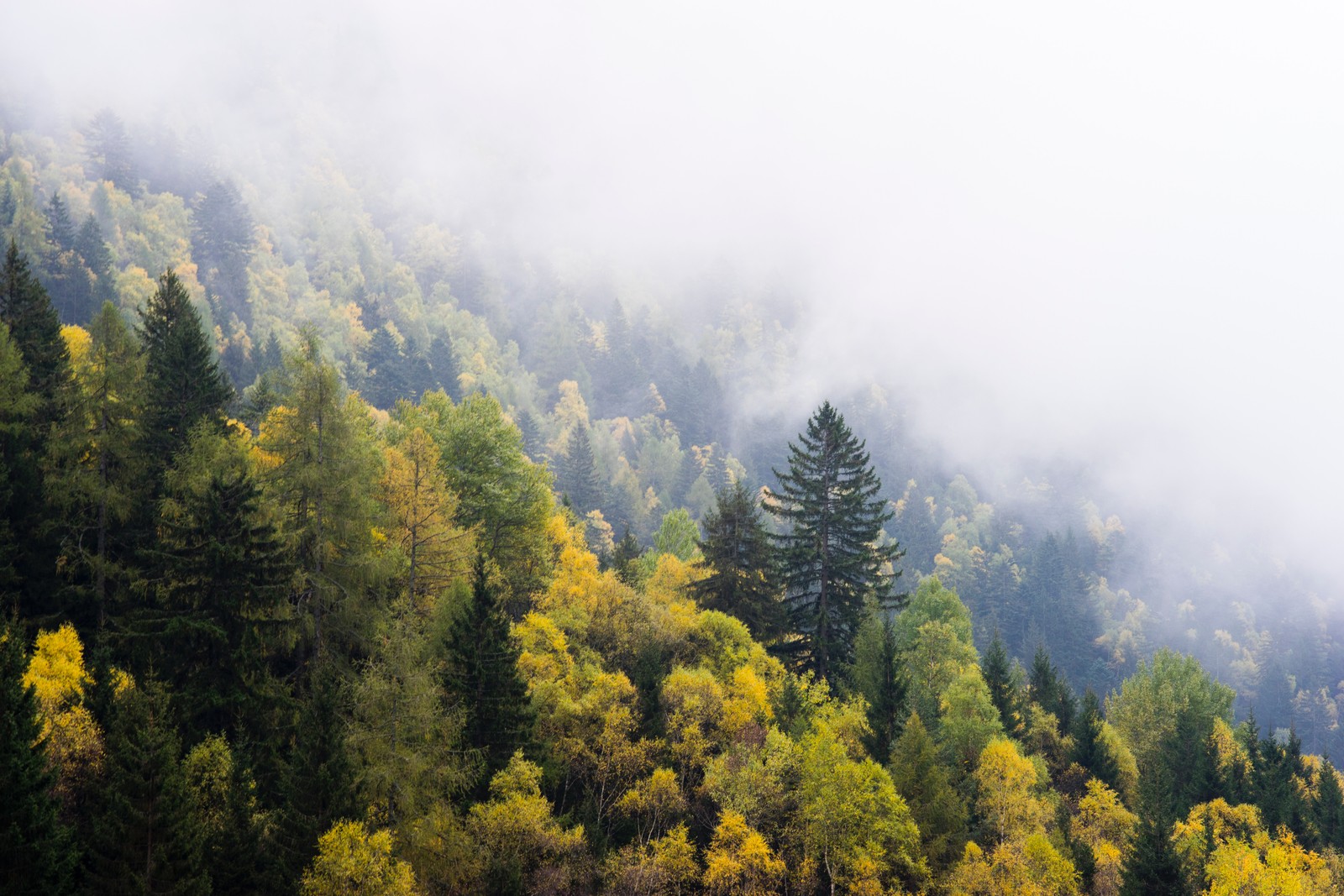 Blick auf einen wald mit wenigen bäumen im vordergrund (baum, wald, natur, vegetation, wildnis)