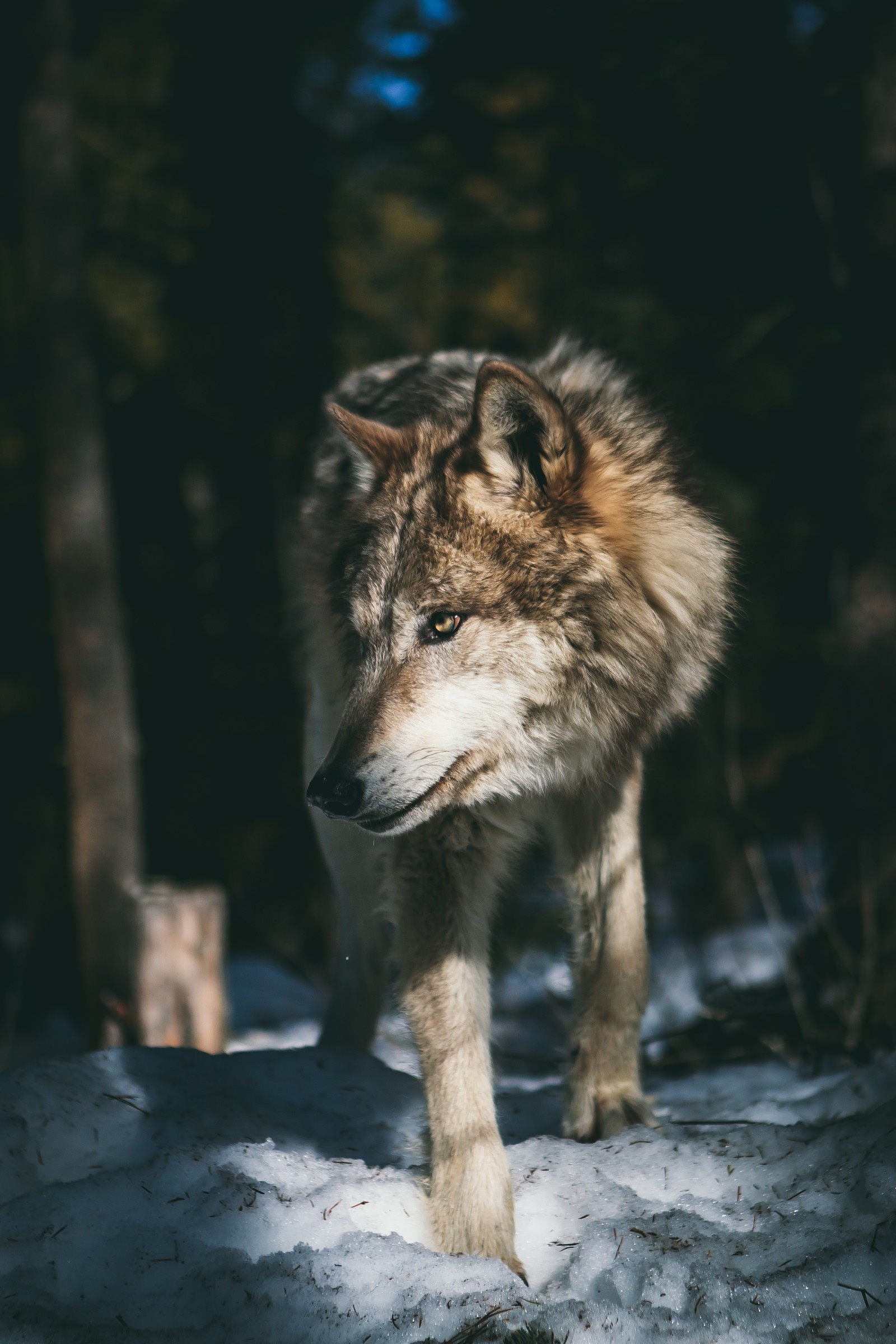 Il y a un loup marchant dans la neige dans les bois (loup, loup arctique, husky sibérien, peinture, œil)