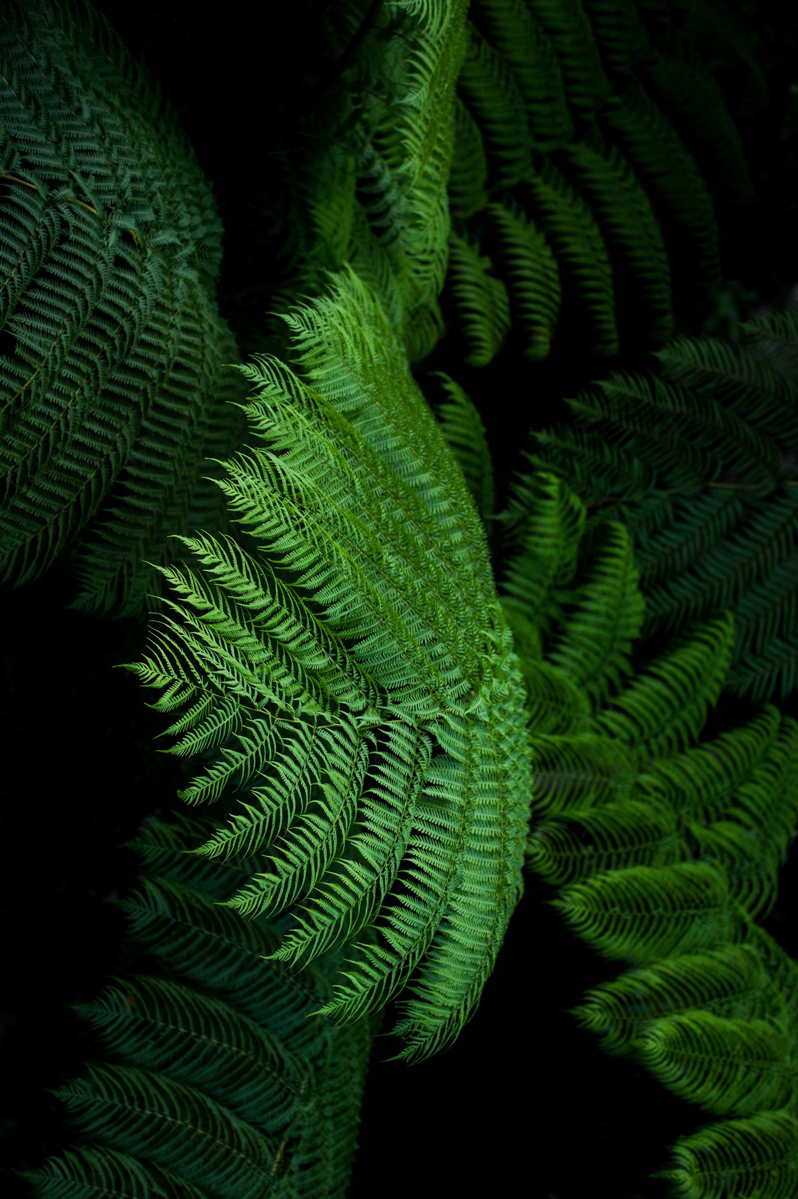 fern, ostrich fern, leaf, green, ferns and horsetails wallpaper