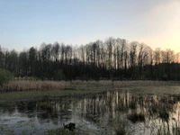 wasser, natur, natürliche landschaft, naturumgebung, feuchtgebiet