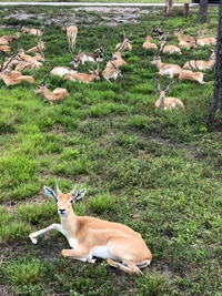 A herd of antelope resting on lush green groundcover, with a fawn in the foreground.