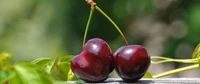 Duo de cerejas frescas em um fundo verde vibrante