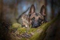 little owl, dog, dog breed, wildlife, grass