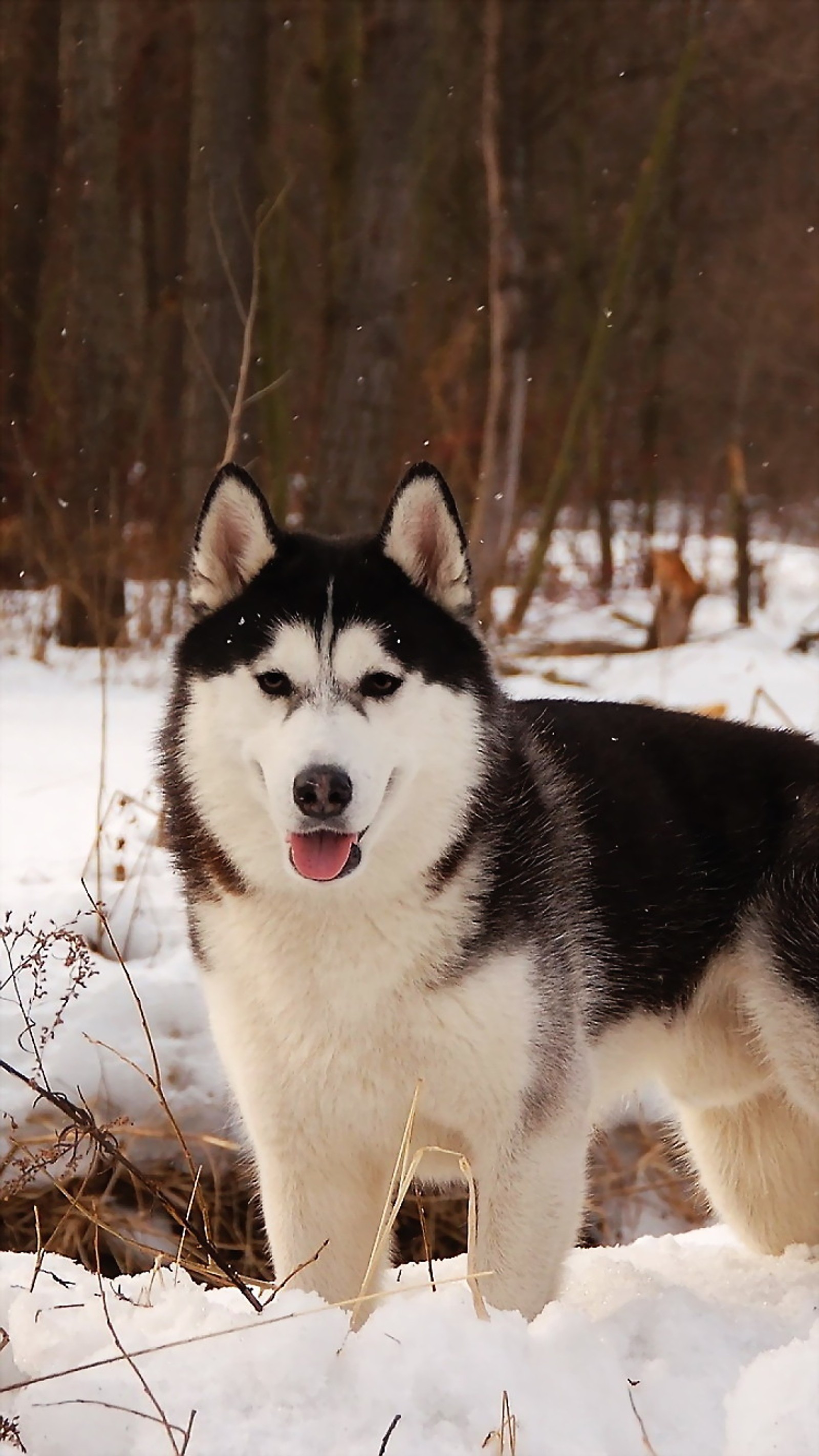 Girafa em pé na neve em uma área arborizada com árvores (animal, cachorro, cães, husky, filhote)