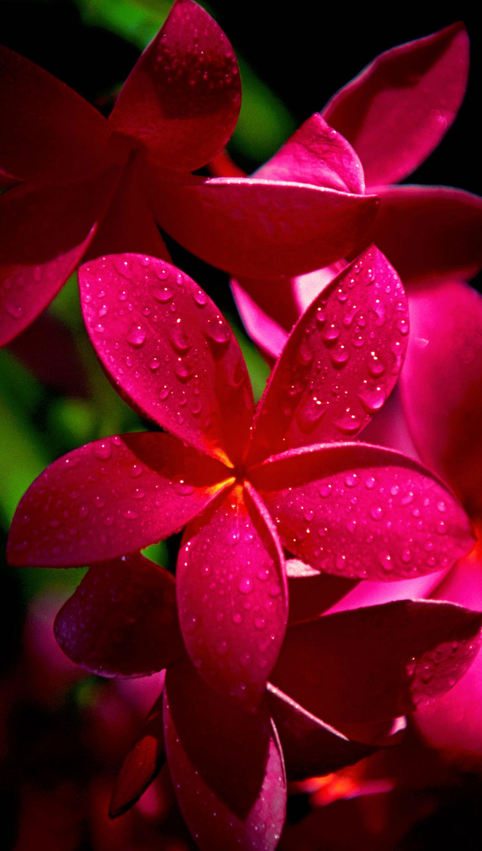 A close up of a pink flower with water droplets on it (flower wallpaper, flowers)