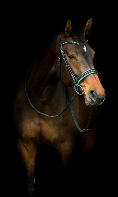 Cheval noir majestueux sur fond sombre en HD