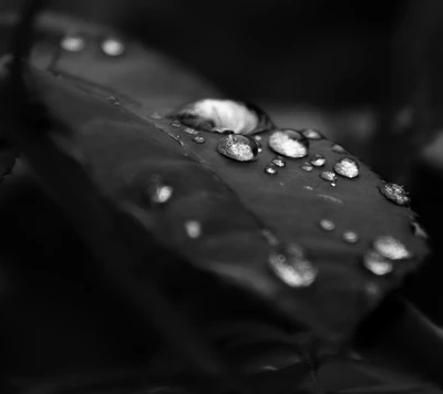 Hoja oscura adornada con gotas de rocío