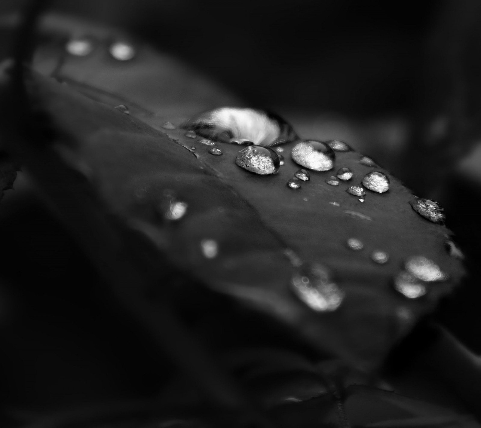 black, dark, dew, leaf, rain Download Wallpaper