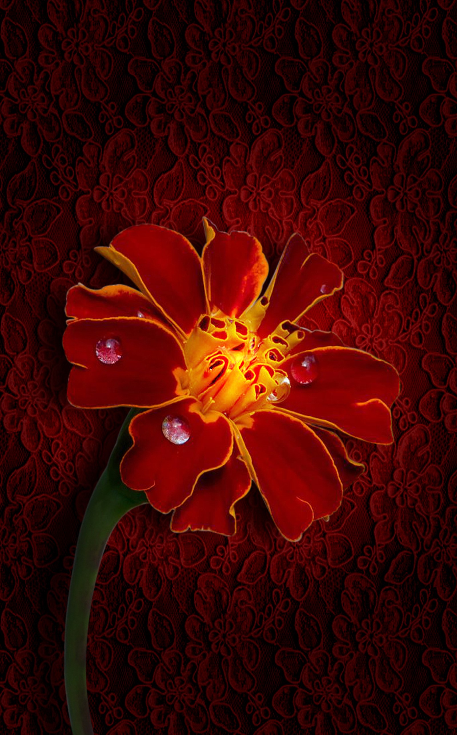 There is a red flower with yellow center on a red background (flower, mary gold, nice, red, wallpaper)