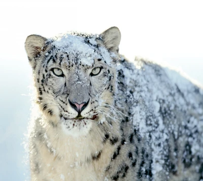 chat, léopard, neige, sv1991, blanc