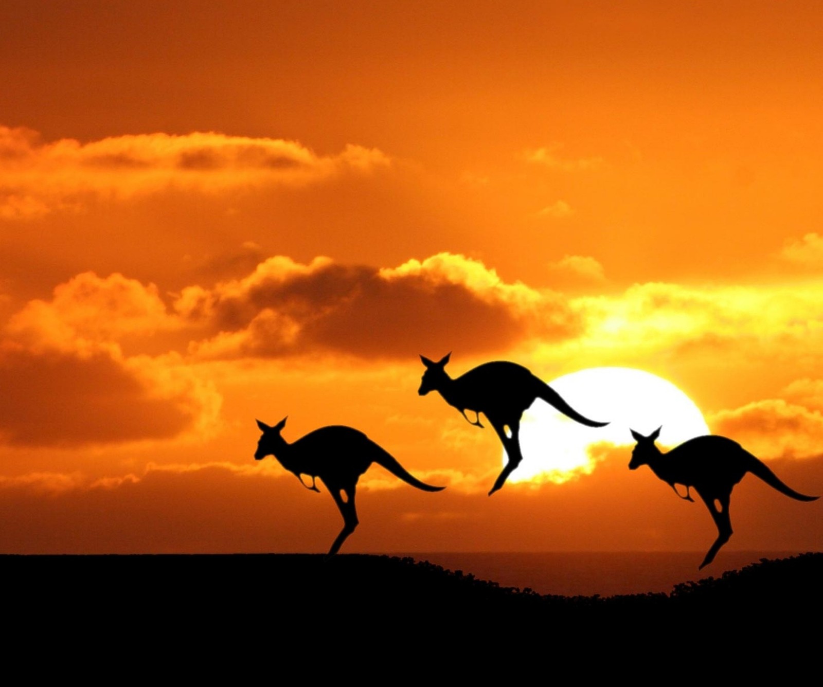 Kangaroos jumping in the sunset with a cloudy sky behind them (animal, kangaroo, landscape, silhouette, sunset)