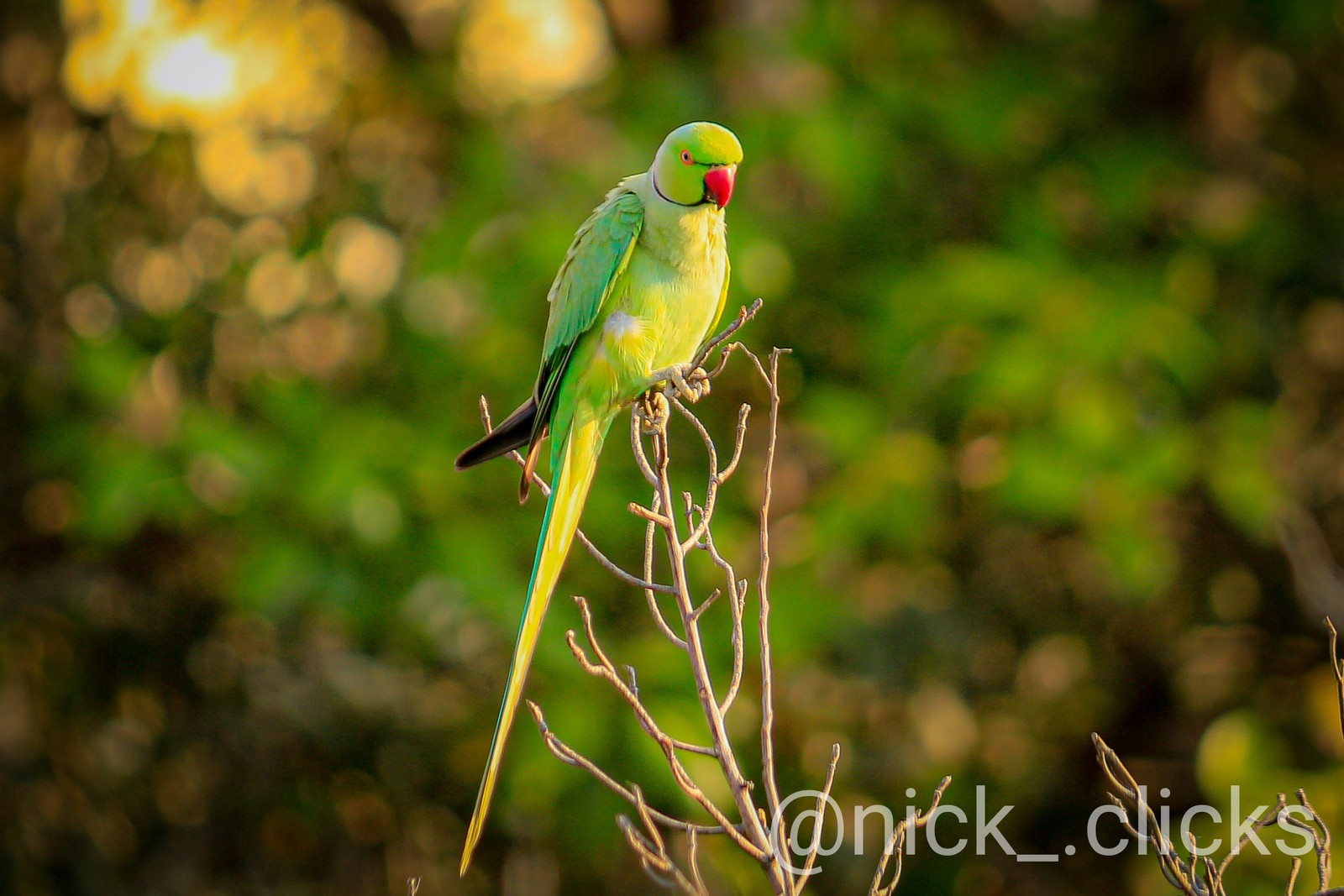 There is a green bird sitting on a branch in the forest (bird, parrot)