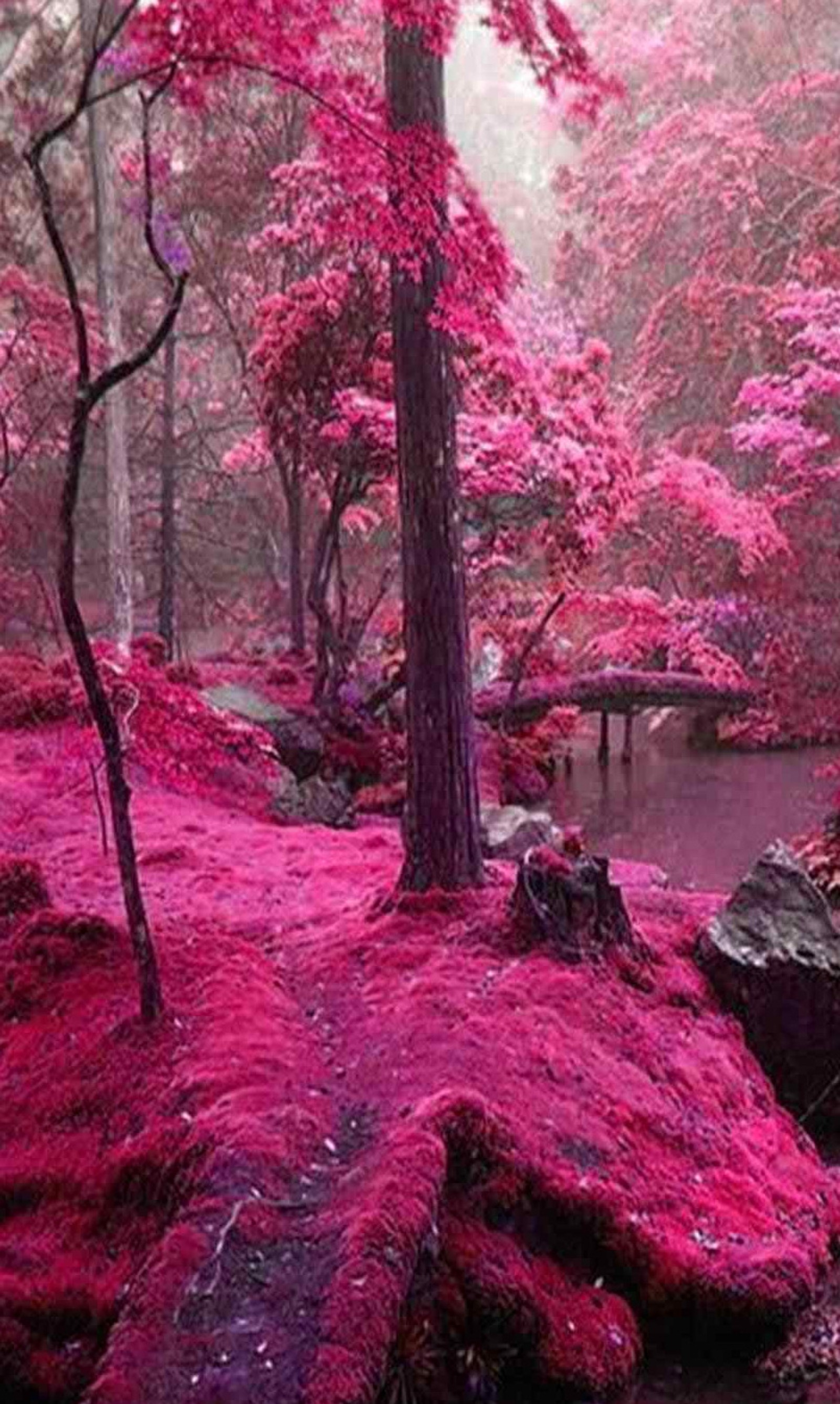 Árvores cobertas de musgo rosa em uma floresta com uma ponte. (bonito, legal, flor, hd, natureza)