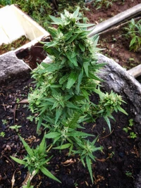 Lush Green Cannabis Plant in Bloom