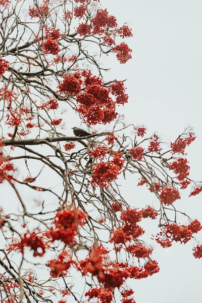 Baies de sorbier rouges vibrantes s'accrochant à des branches tordues