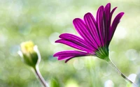 Lebendige lila Blume in Blüte mit weichem Hintergrund