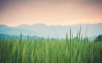 Vibrant Green Grasses Under Soft Sunlight with Majestic Mountains in the Background