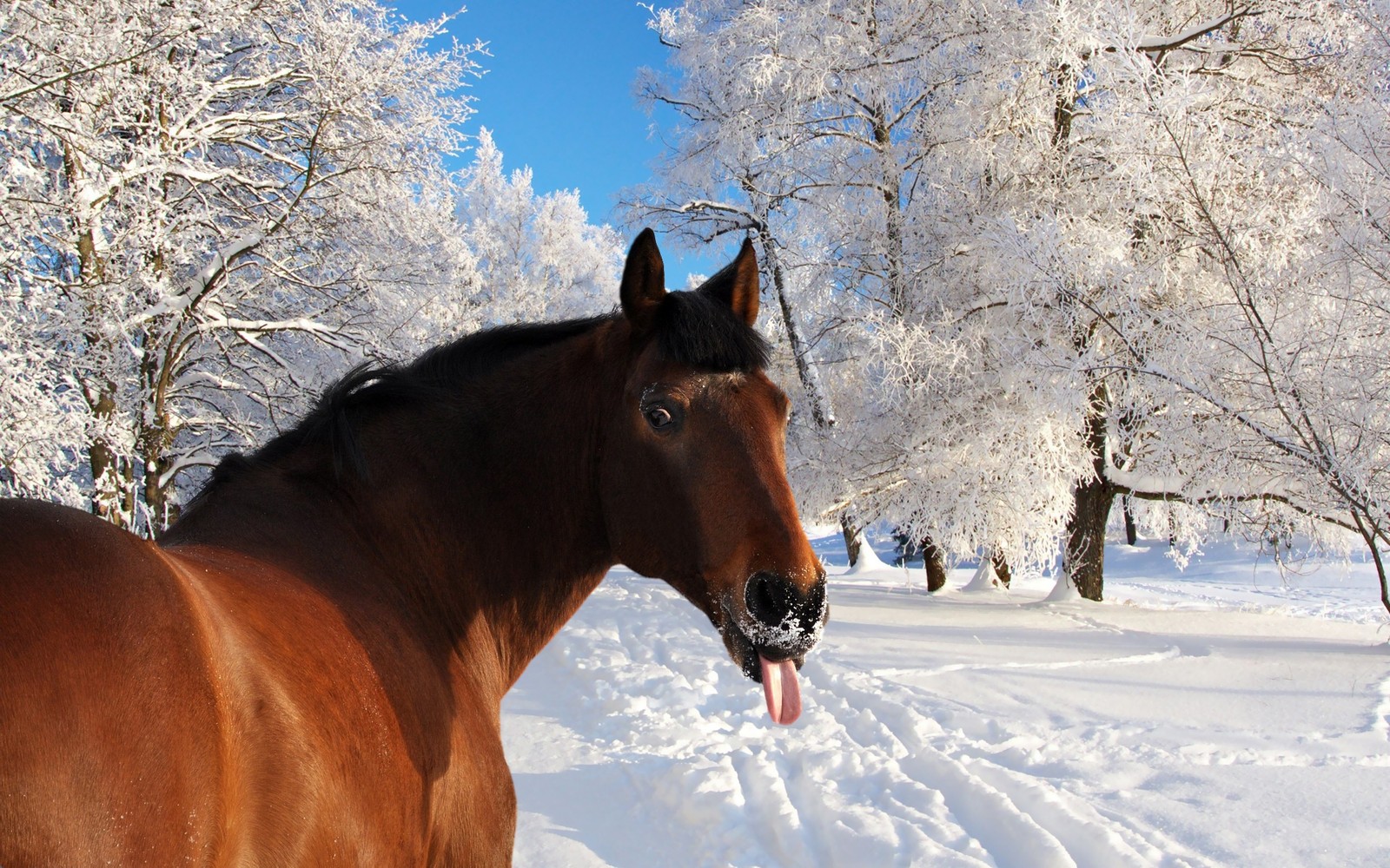 Hay un caballo que está de pie en la nieve con la lengua afuera (nieve, melena, congelación, árbol, semental)