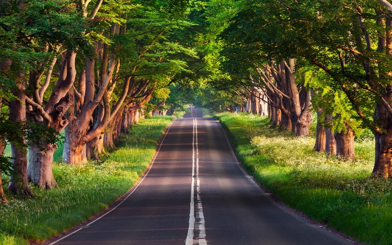 Дорога, окруженная деревьями и травой рядом с лесом (blandford road, пустая дорога, зелёные деревья, пейзаж, леса)