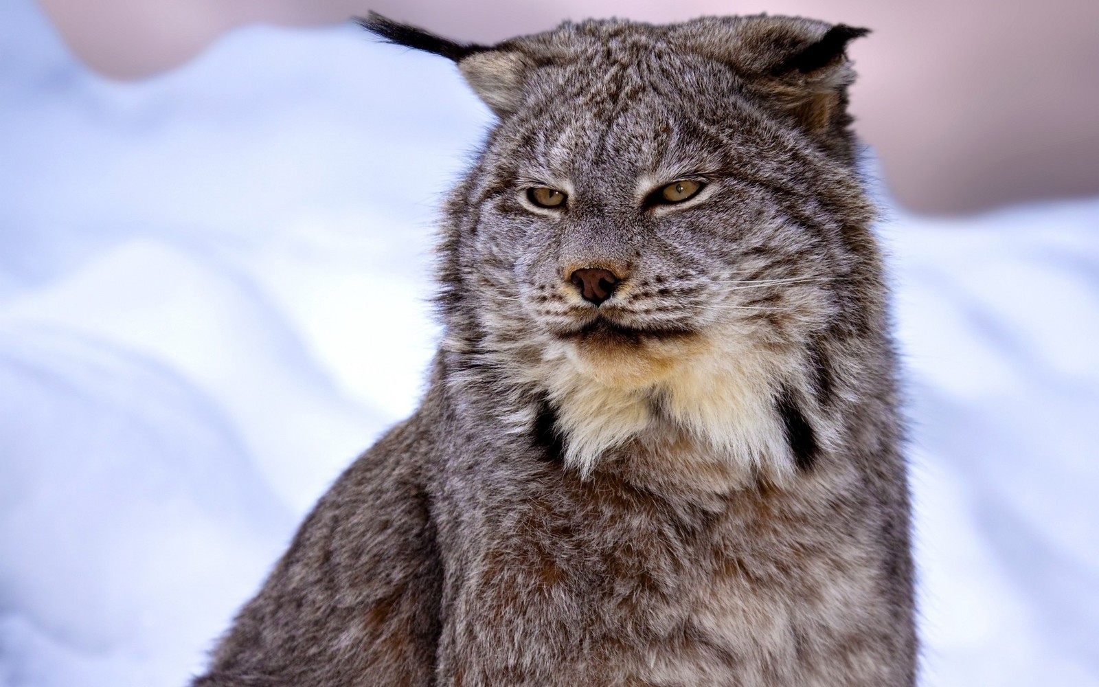 Eine nahaufnahme eines luchses, der auf einer schneebedeckten fläche sitzt (eurasische luchs, felidae, kanadischer luchs, wildkatze, luchs)