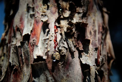 Vue macro de l'écorce d'arbre avec formation de résine