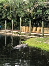 Crocodilo na beira da água cercado por vegetação exuberante