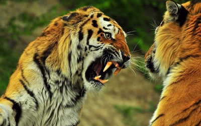 Confronto entre dois tigres majestosos na selva