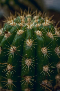 Close-Up of a Spiny Green Cactus