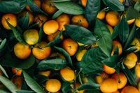 Fresh Mandarin Oranges with Green Leaves