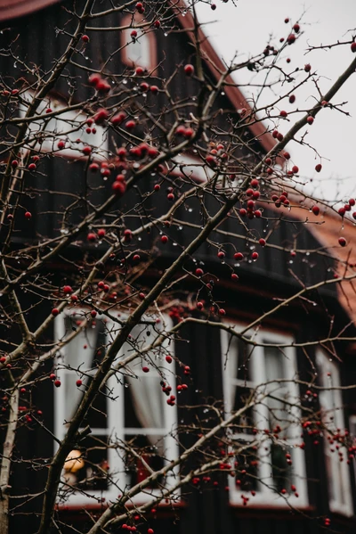 Red Berries on a Branch Against a Black Building in Winter