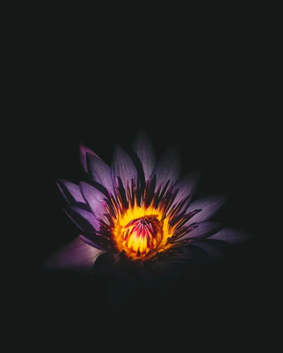 Flor violeta irradiando luz em meio à escuridão