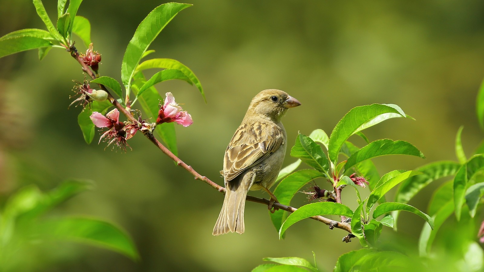 Hay un pájaro sentado en una rama de un árbol (ave, pico, gorrión, vida silvestre, biología)