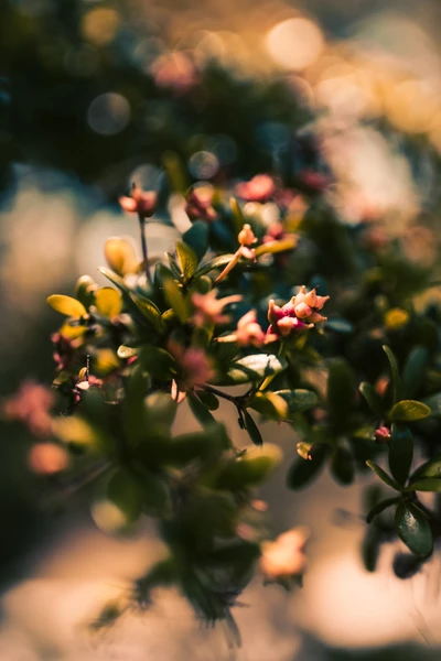 folha, florescimento, flor, ramo, planta