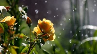 Rosas doradas empapadas en una suave lluvia