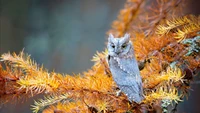 Herbst-Eule zwischen goldenem Laub