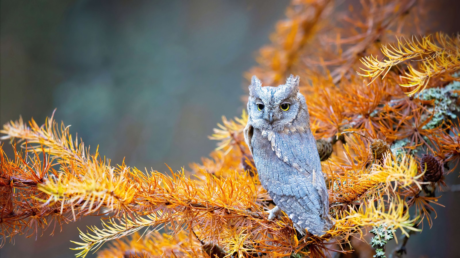 owl, autumn, birds, bird, animals wallpaper