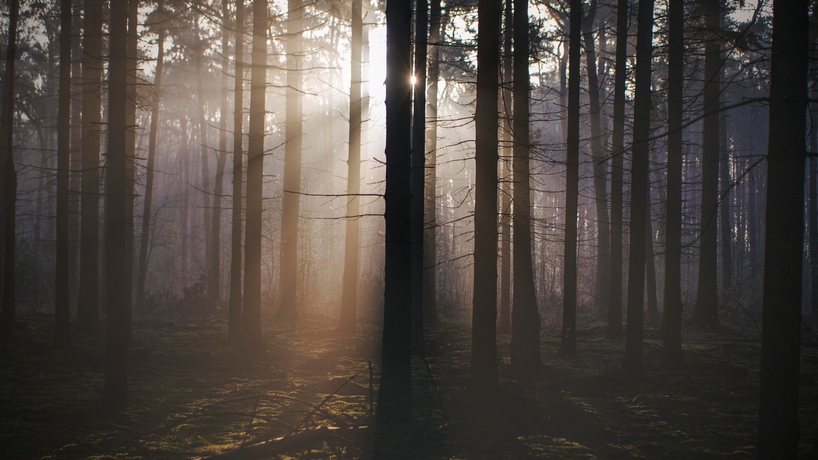 Lade natur, wald, baum, sonnenlicht, waldland Hintergrund herunter