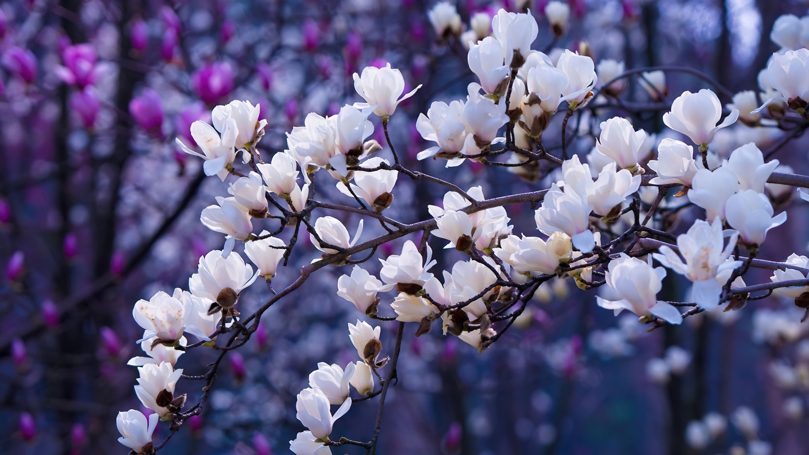 Un gros plan d'un arbre avec des fleurs blanches dans un parc (sakura, esthétique, fleurs de magnolia, fleurs, fond décran 4k)