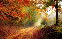 otoño, naturaleza, hoja, caducifolio, bosque