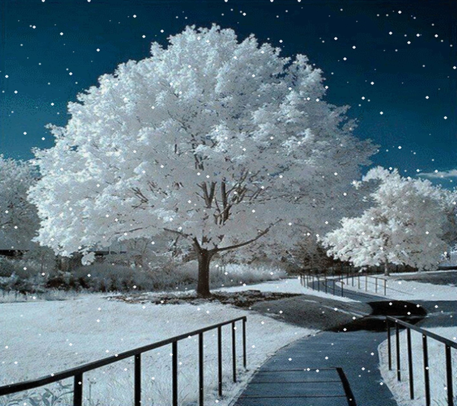 snow, tree Download Wallpaper