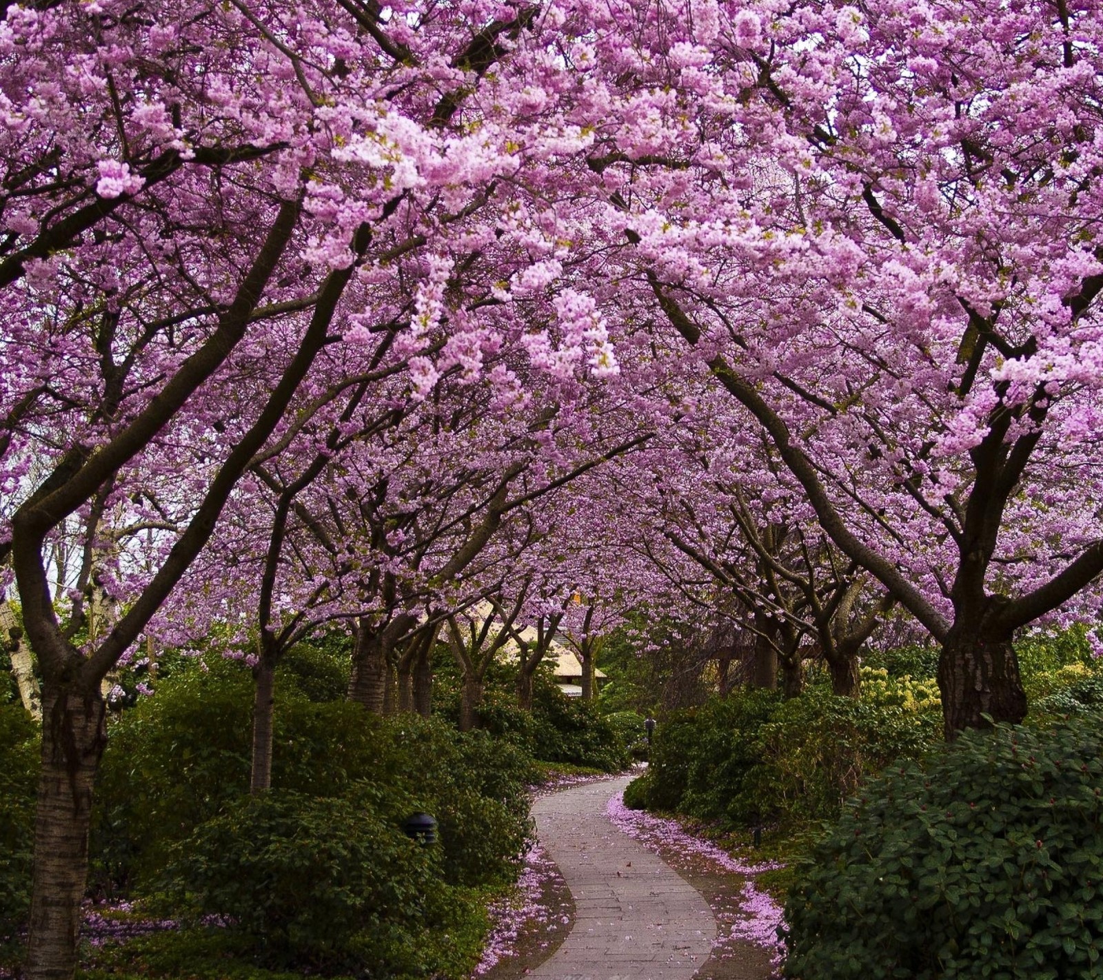 Lade blüte, blüten, wald, natur, straße Hintergrund herunter