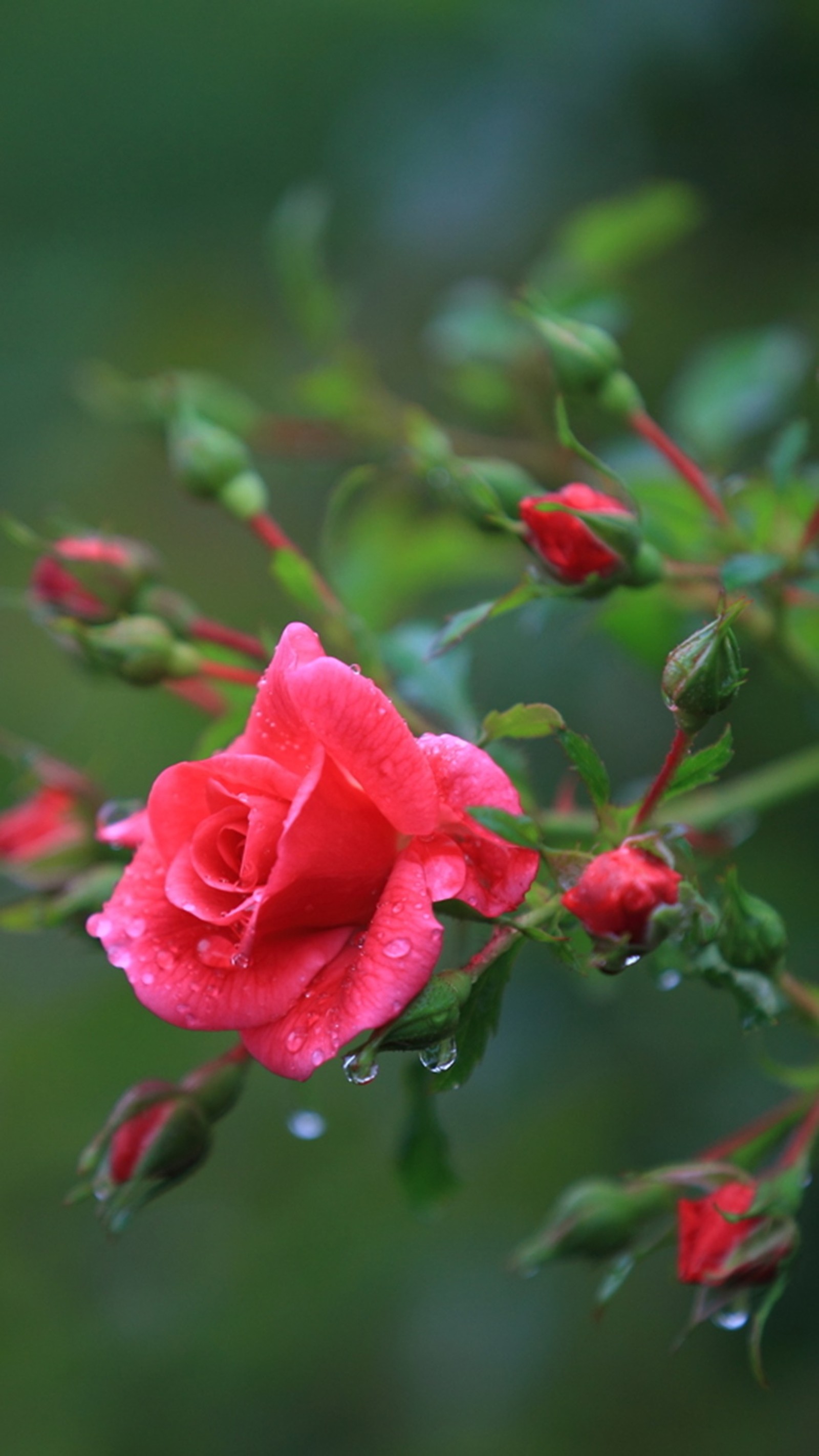 Lade rot, rosen Hintergrund herunter