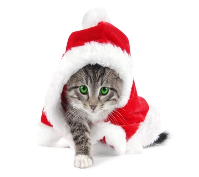 tiere, gato, weihnachten, grüne augen, feiertag