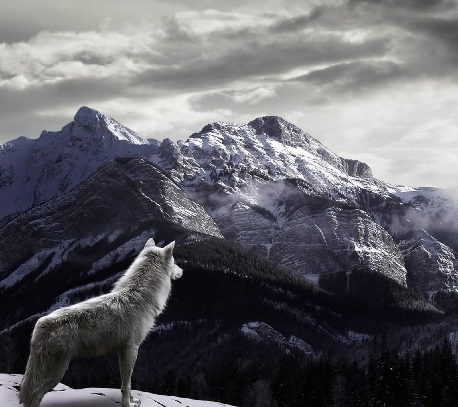 Hay un lobo de pie en una colina nevada con una montaña de fondo (abej, beograd, amor, montaña, lobo)