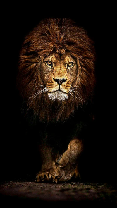 animal, sans peur, hd, roi, le lion