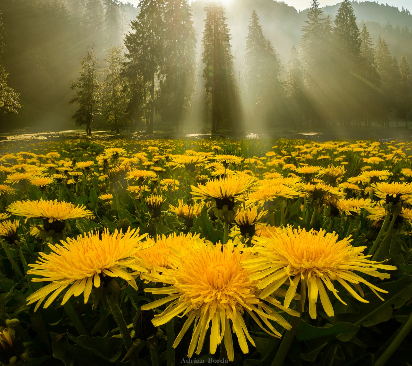 A close up of a field of yellow flowers with the sun shining through the trees (dandelion, field, flower, landscape, nature)