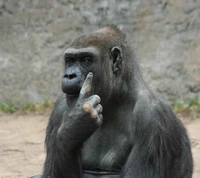 Thoughtful Gorilla in Contemplation