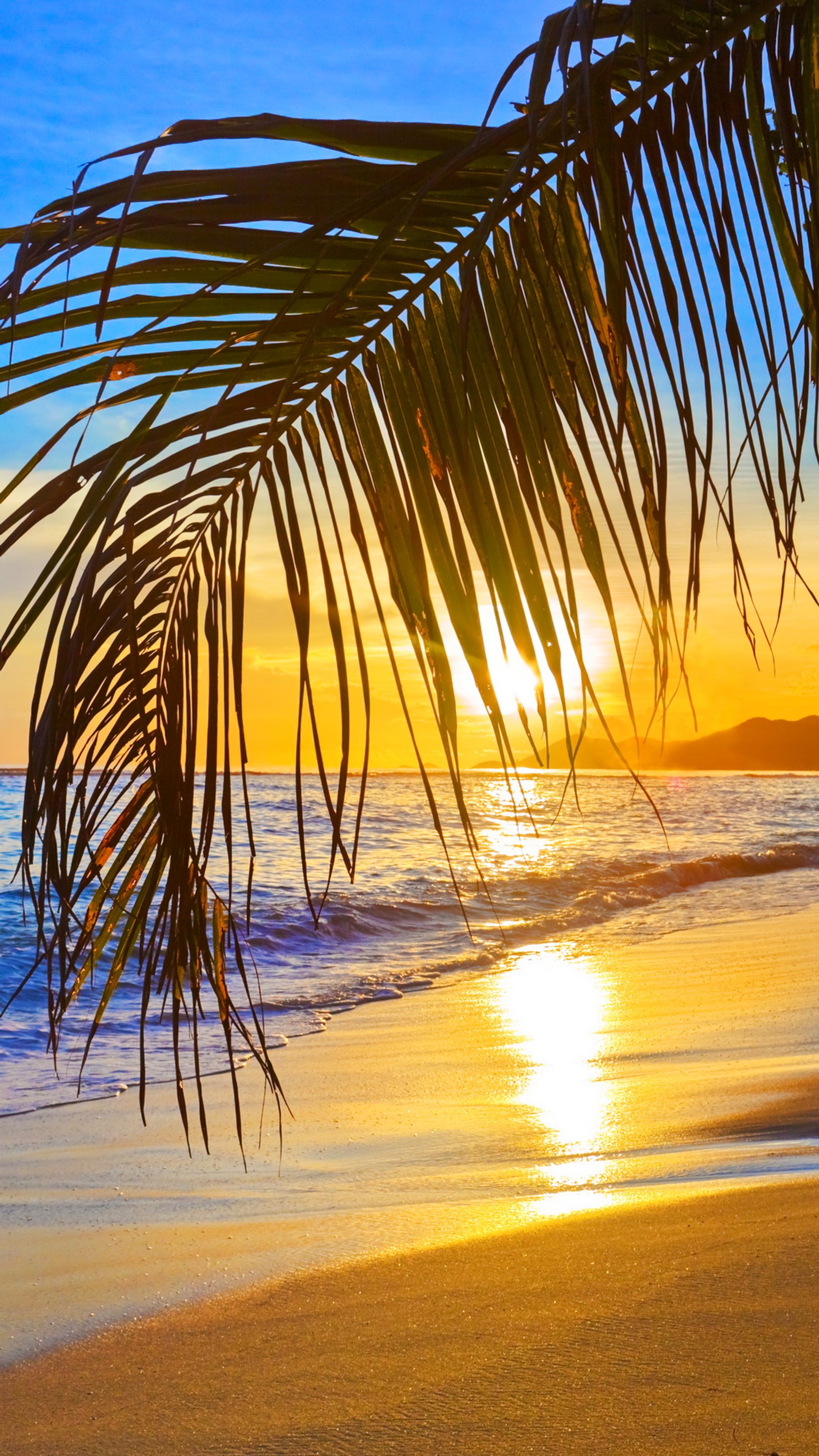 Feuilles de palmier arafed sur la plage au coucher du soleil (plage, nature, palmiers, sable, soleil)